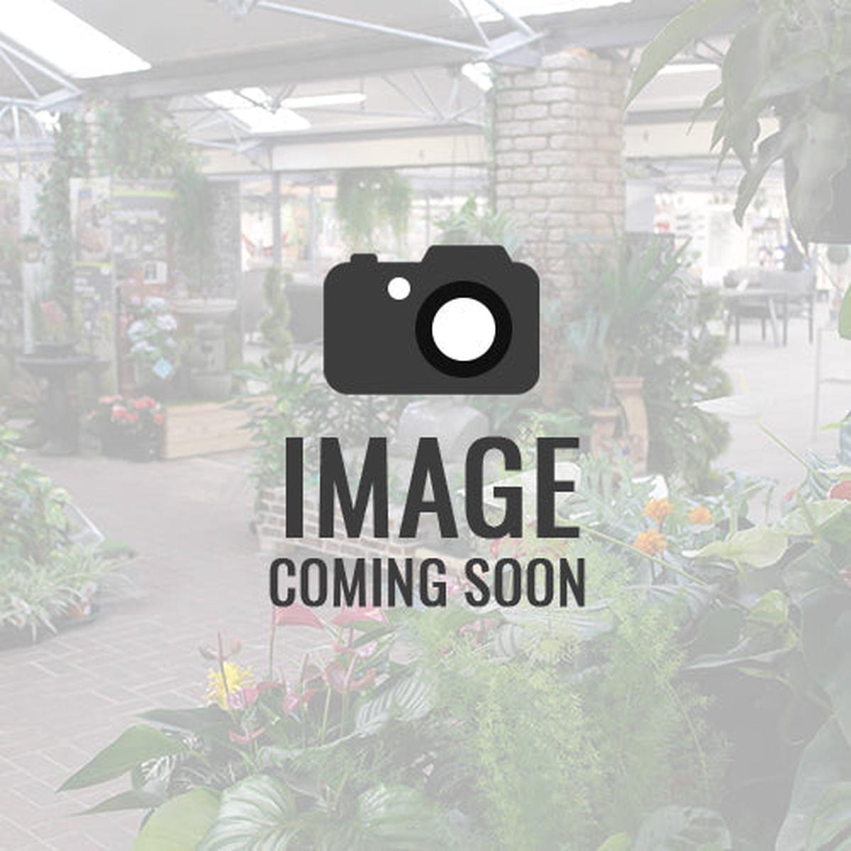1.8m White Outdoor Micro Dot Tree w/1,300 Warm White LEDS 20% Twink Christmas Trees