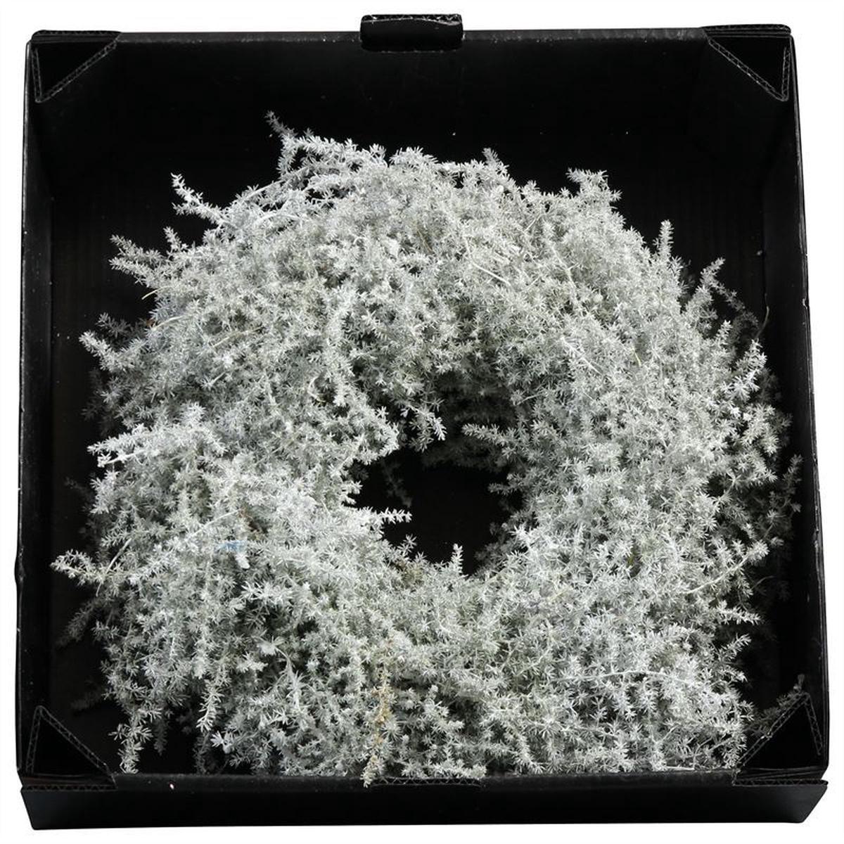 WreathAsparagus D60cm White Wax