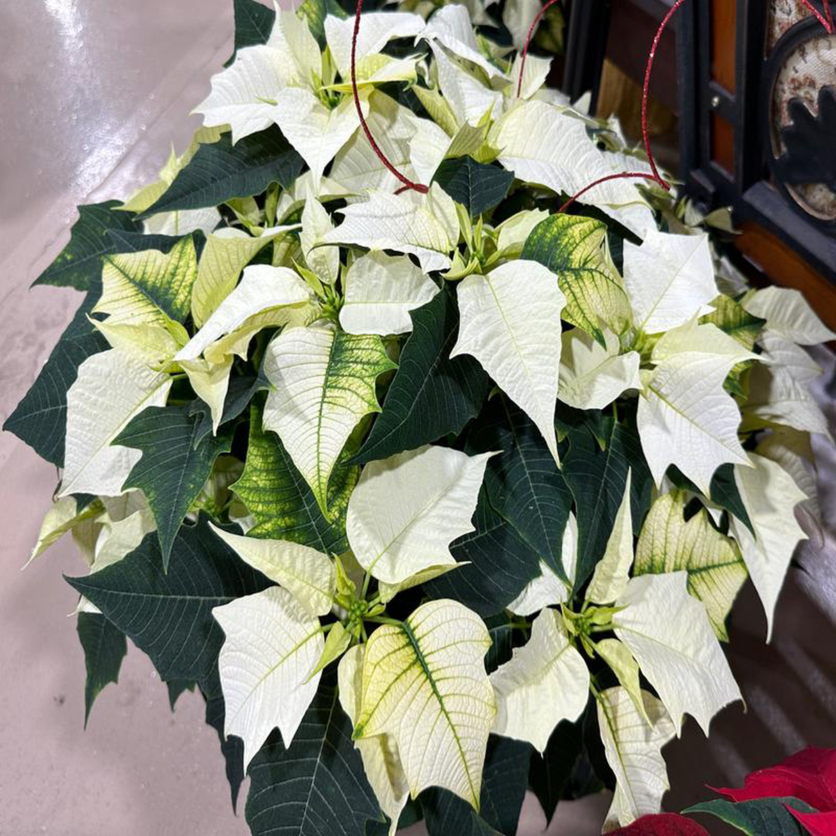 108243 Poinsettia White (Xmas)