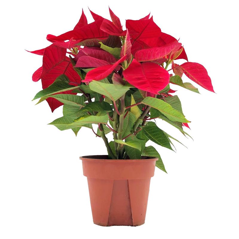 Euphorbia pulcherrima, Poinsettia (0.25m - 0.30m) - 30cm height (rootball size  15cm x 12cmH) / 1 pot