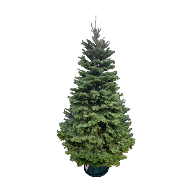 Noble Fir Christmas Tree (5FT - 12FT) - 10FT - 12FT