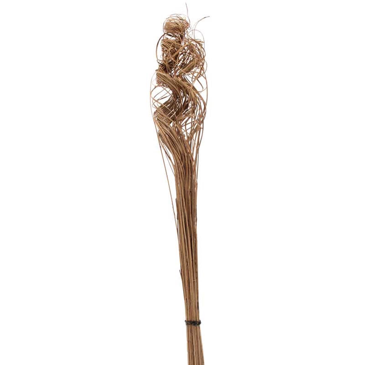 Ting Ting Curly Stems x 76cm - Natural