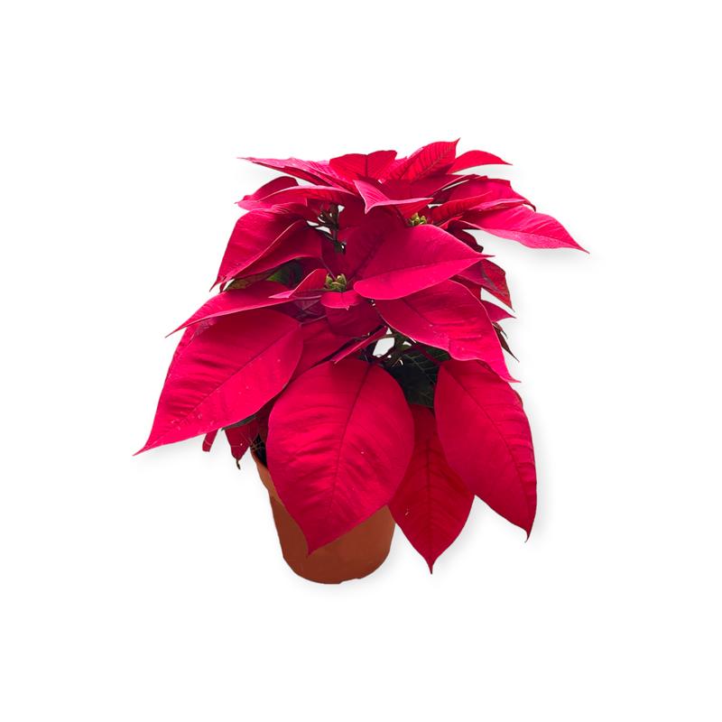 Euphorbia pulcherrima, Poinsettia (0.25m - 0.30m) - 25cm height (rootball size 10.5cm x 9cmH) / 1 pot