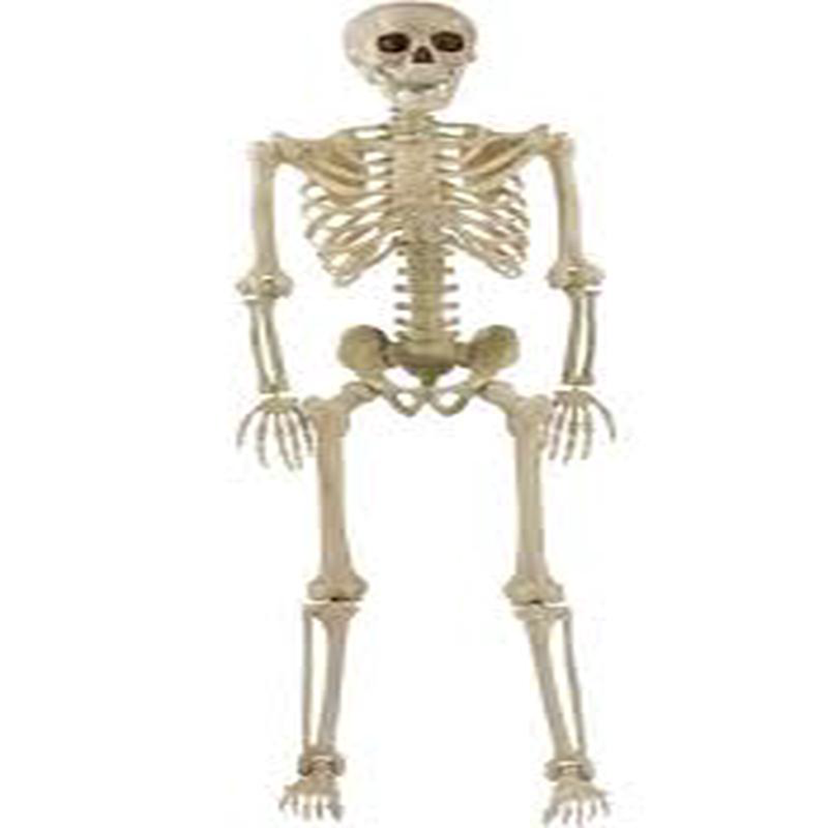 Skeleton 8211 5 Foot