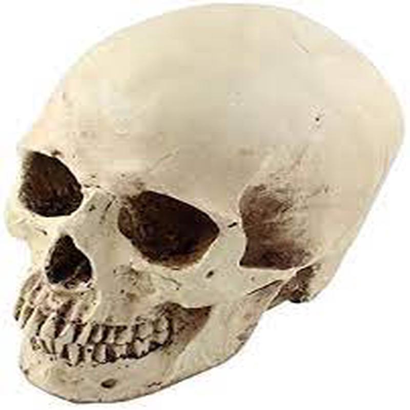 Realistic Resin Skull